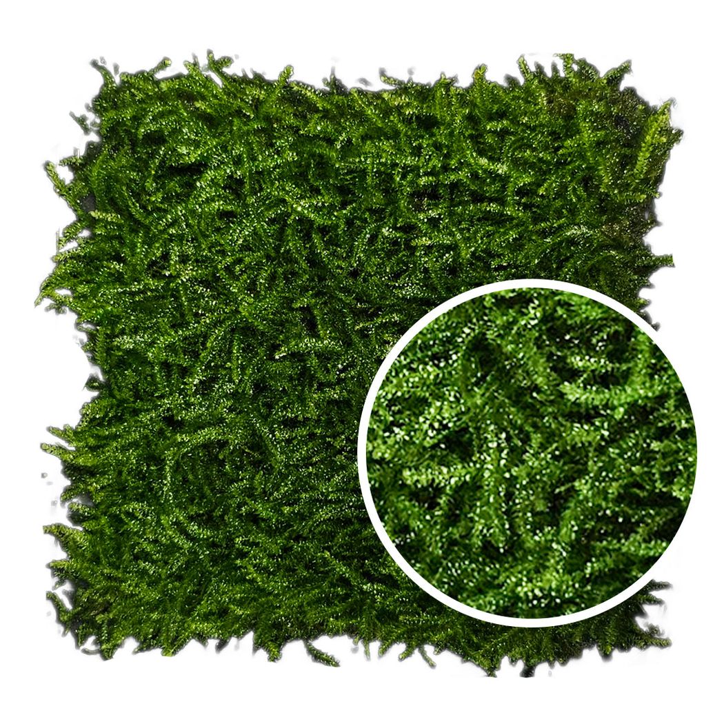 ADA Vescularia montagnei ‘Taiwan’