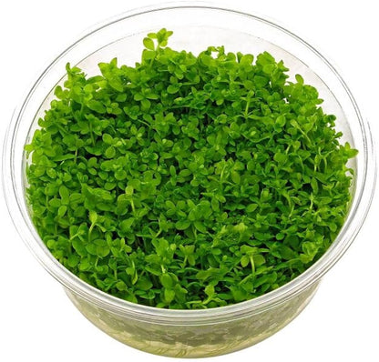 ADA TC-Hemianthus Micranthemoides (Pearl Weed)