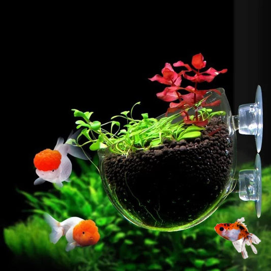 Glass Plant Pot