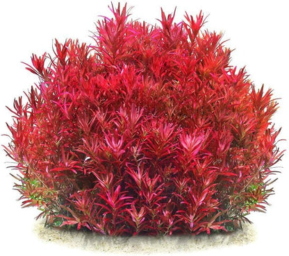 ADA TC-Rotala Rotundifolia 'Blood Red'