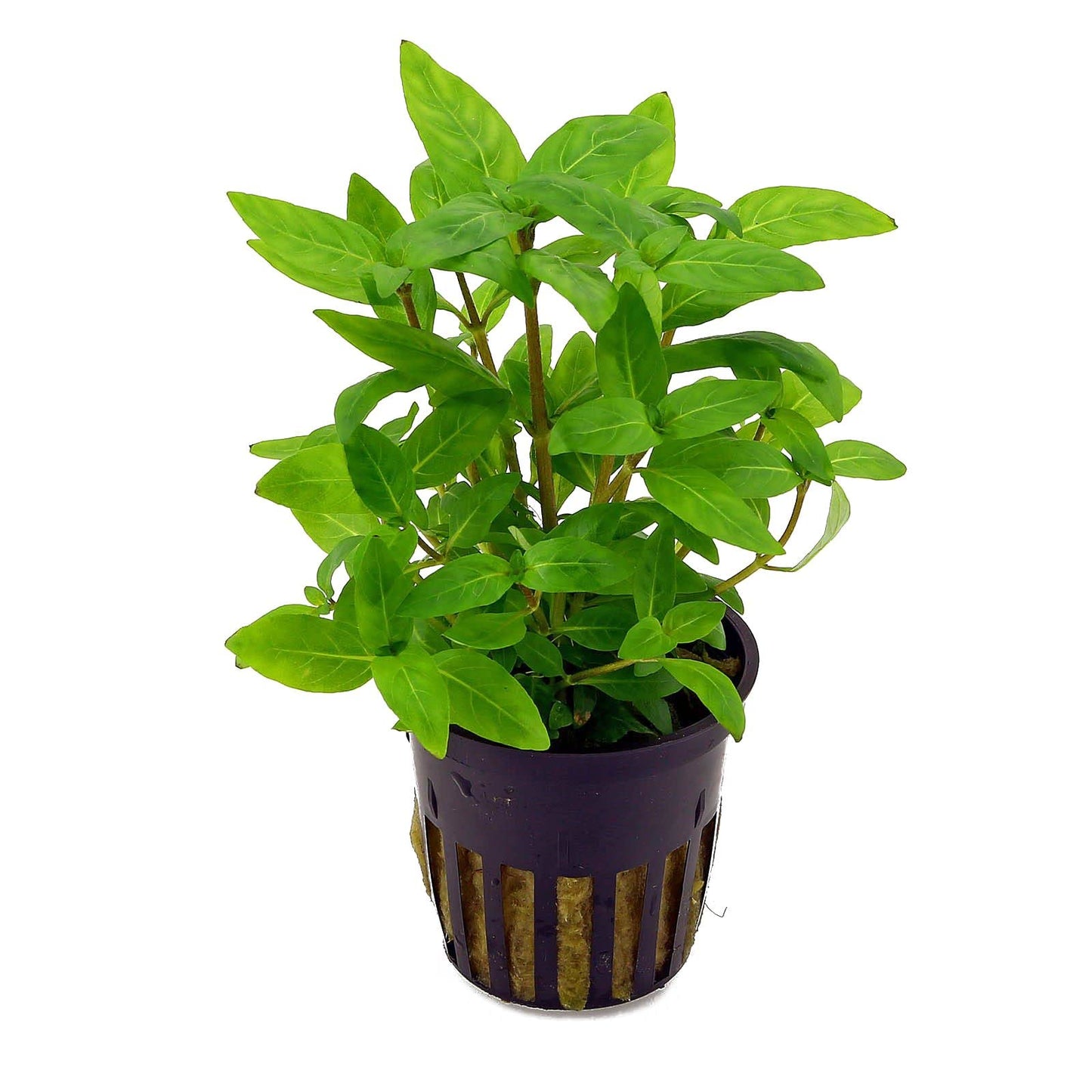 Pot Staurogyne Repens