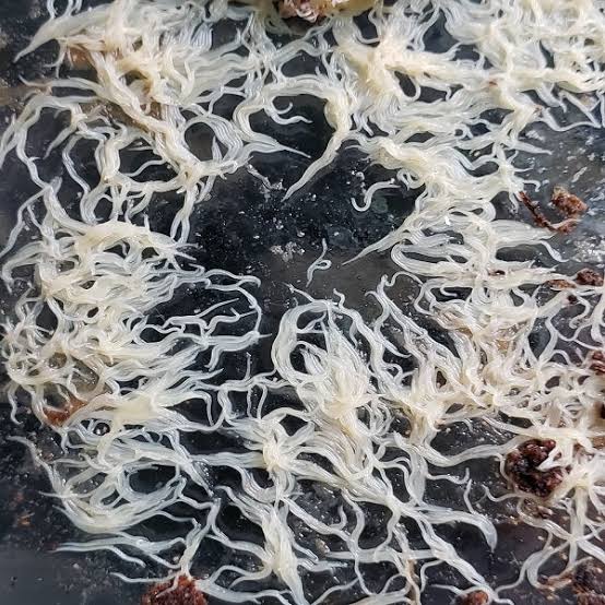 Grindal worm culture + Harvesting box + Culture feed Free