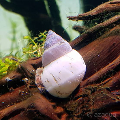 White wizard snail / Ghost snail | 2-3 cms