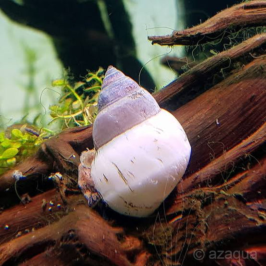 White wizard snail / Ghost snail | 2-3 cms