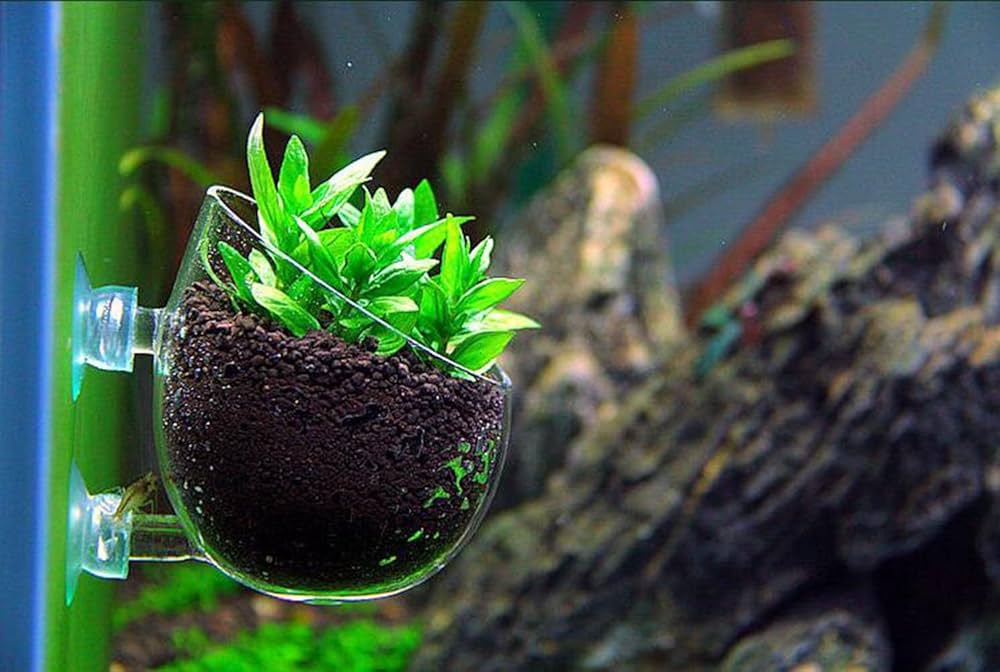 Glass Plant Pot