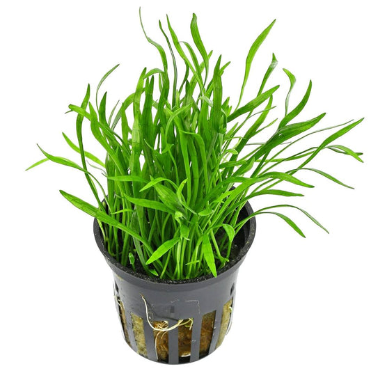 Pot Lilaeopsis Brasiliensis