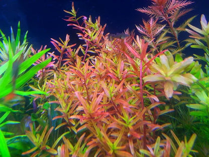 ADA TC-Rotala Rotundifolia HRA