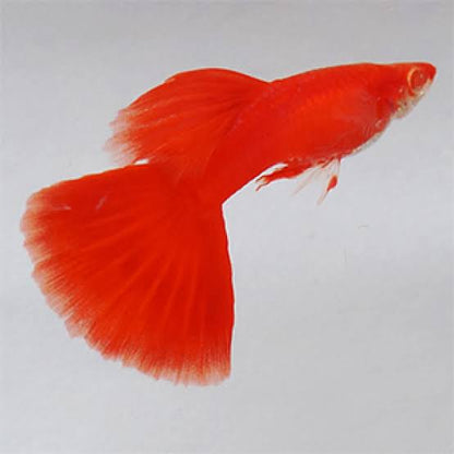 Red Guppy breeding Pair