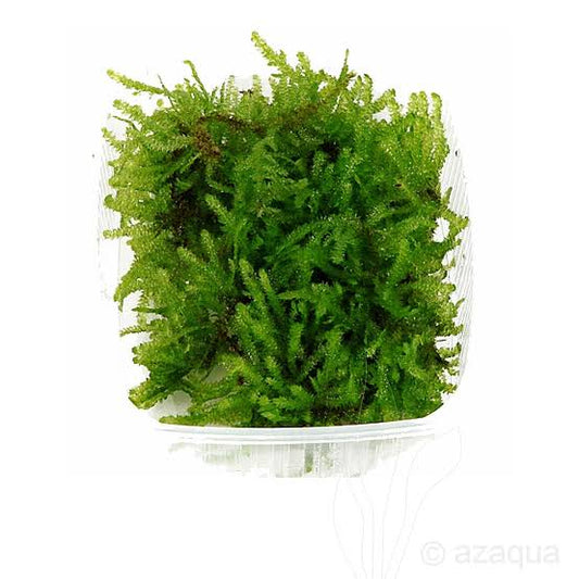 ADA Vescularia montagnei ‘Taiwan’