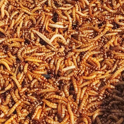 Superworms | Live | 2 inch size