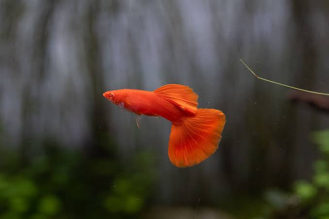 Red Guppy breeding Pair