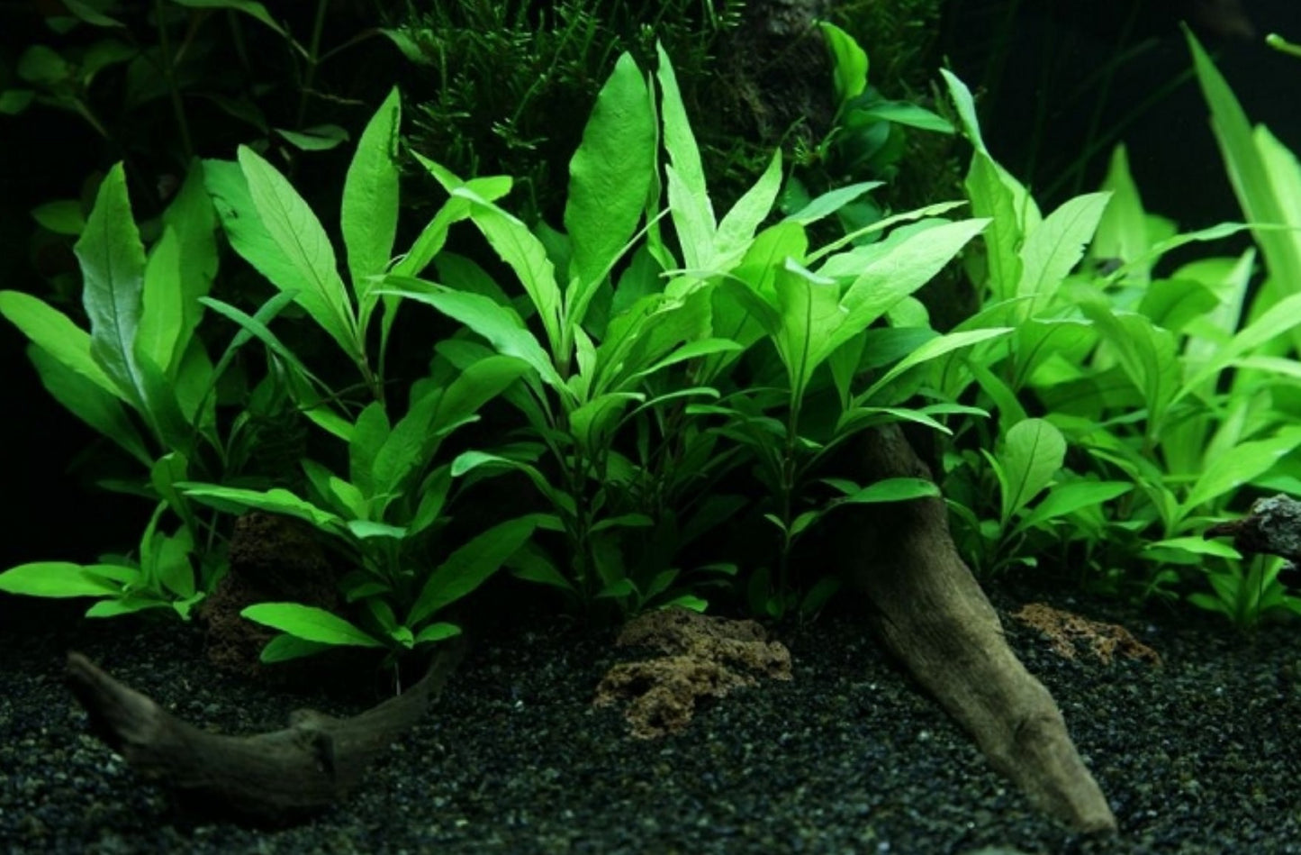 Pot Temple Mint Broad Leaf