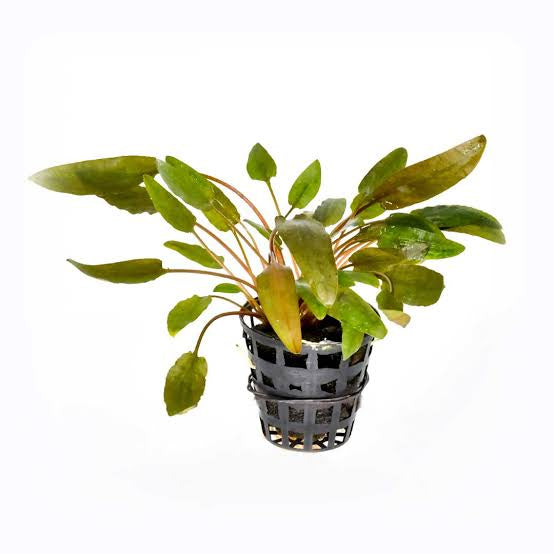 Cryptocoryne Axelrodi | Pot