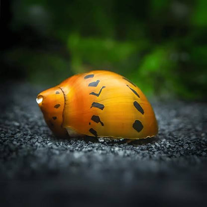 Tiger Nerite/ Onion nerite snails | 1-2 cms