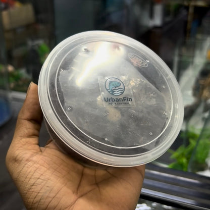 Grindal worm culture + Harvesting box + Culture feed Free