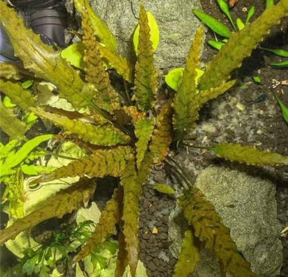 Cryptocoryne Axelrodi | Pot