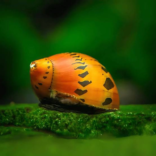 Tiger Nerite/ Onion nerite snails | 1-2 cms