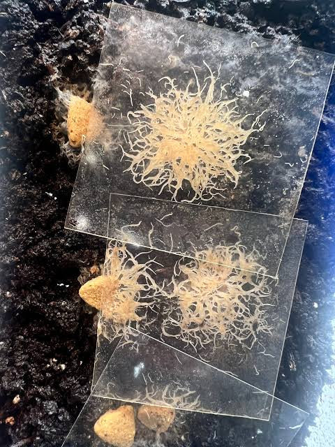 Grindal worm culture + Harvesting box + Culture feed Free
