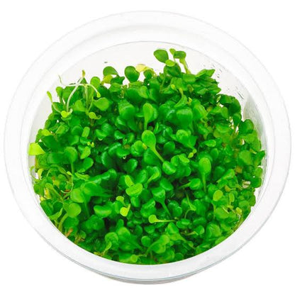 TC-Glossostigma elatinoides | ADA IC005