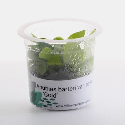TC-Anubias Nana Gold