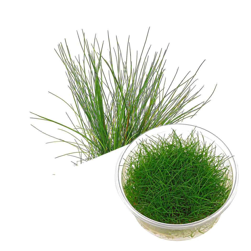 ADA TC-Eleocharis  Acicularis