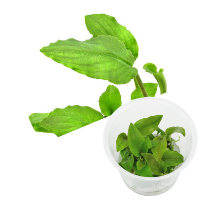 ADA TC-lagenandra Meeboldii 'Green'