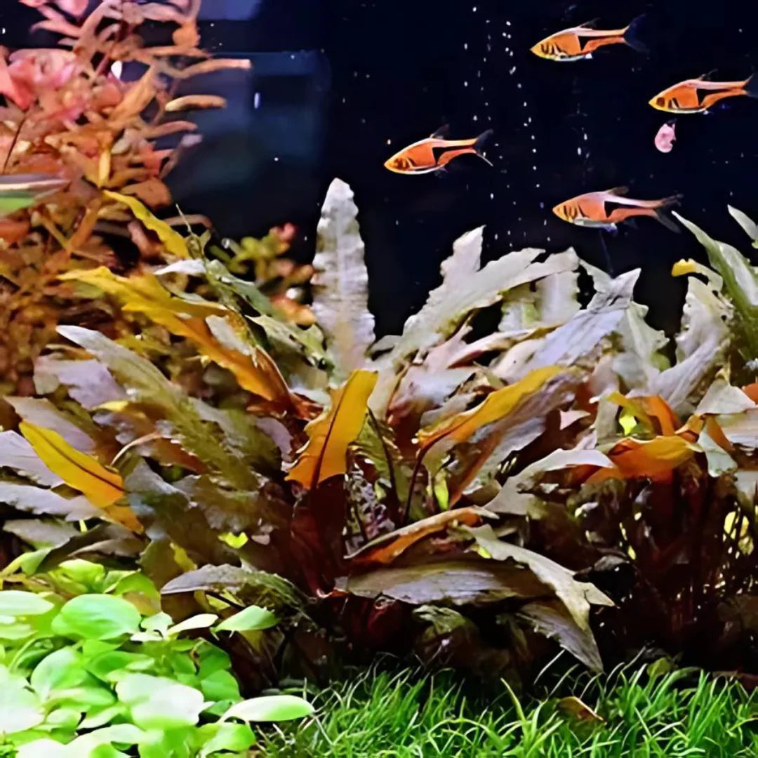 TC-Cryptocorne Wenditii Brown | ADA IC094