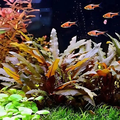 TC-Cryptocorne Wenditii Brown | ADA IC094