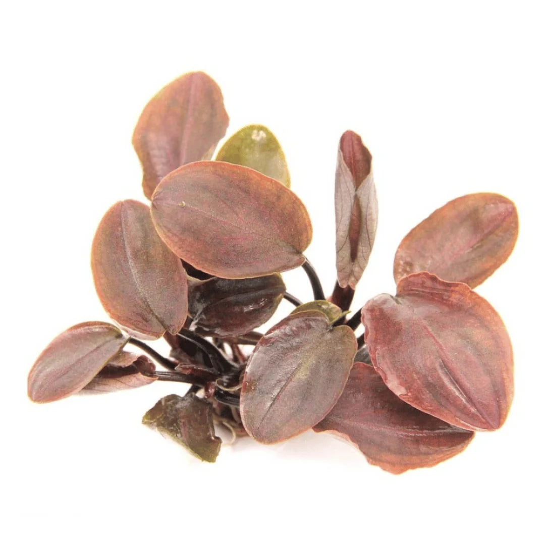 ADA TC-Lagenandra Meeboldii  'Red'