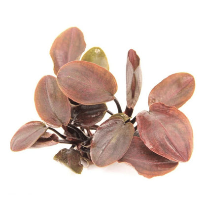 ADA TC-Lagenandra Meeboldii  'Red'