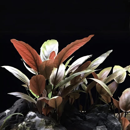 ADA TC-Lagenandra Meeboldii  'Red'