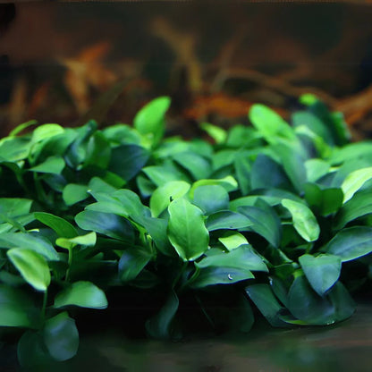 TC-Anubias nana Petite
