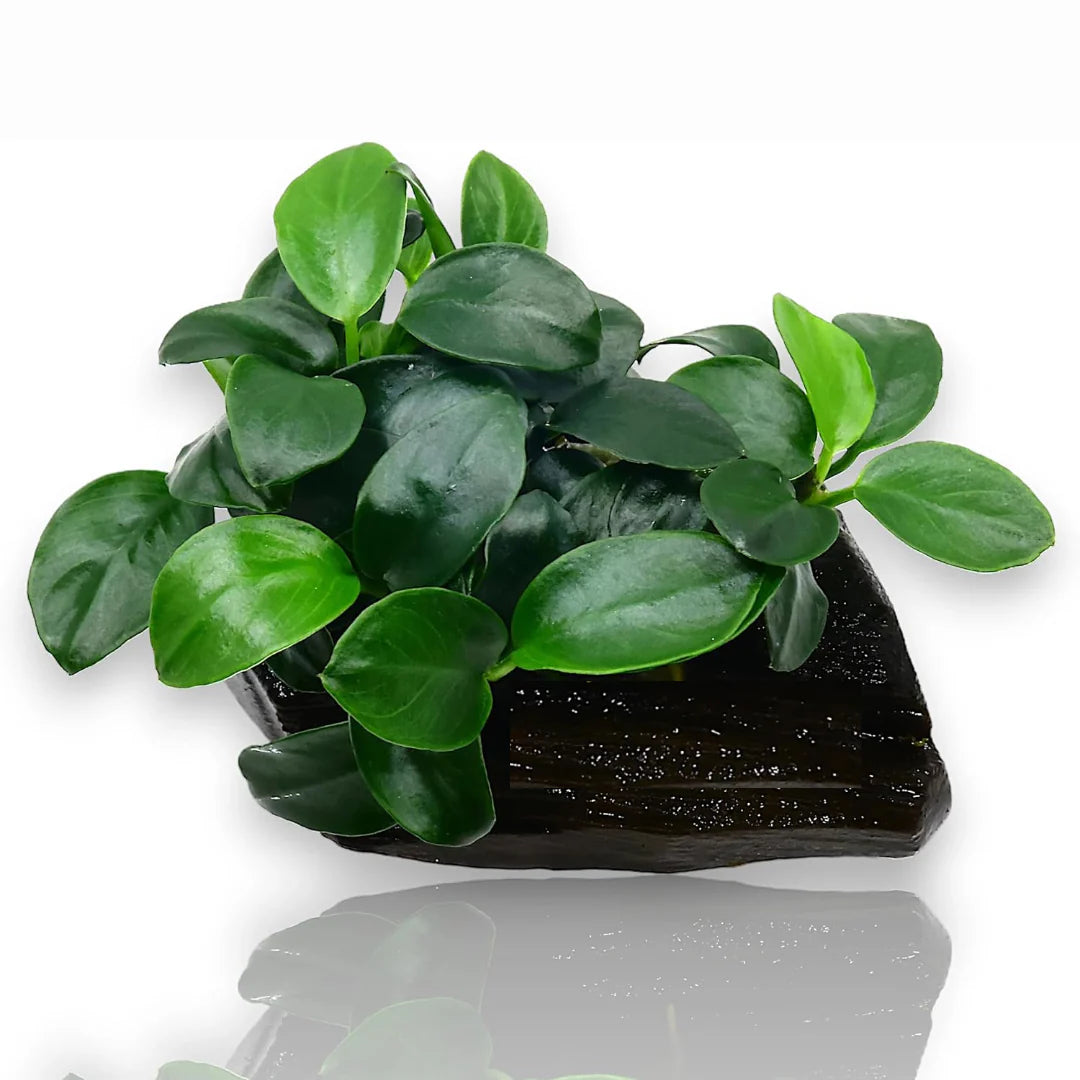 TC-Anubias nana Petite