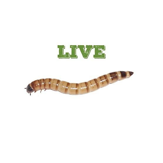 Superworms | Live | 2 inch size