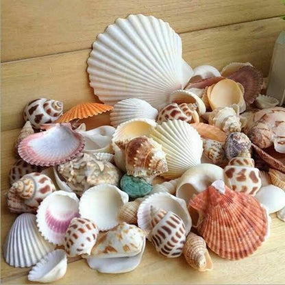 Sea shells | mixed | 100g