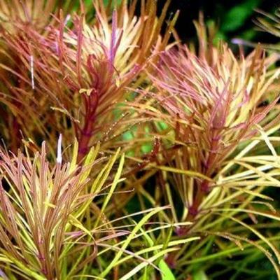 ADA TC-Pogostemon Stellatus Dassen
