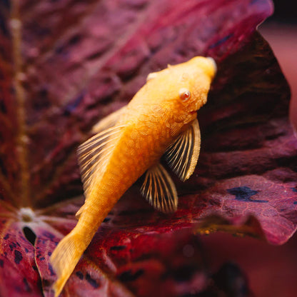 Albino Bristlenose Pleco | Single
