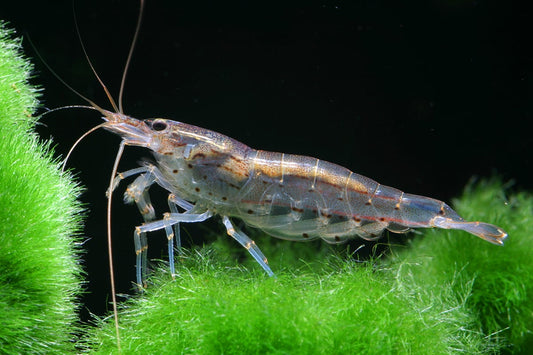 Amano Shrimp | Single