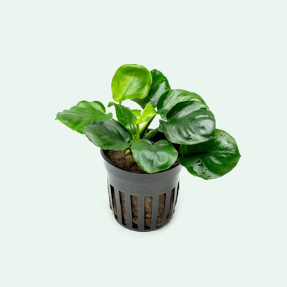 Pot - Anubias Round leaf