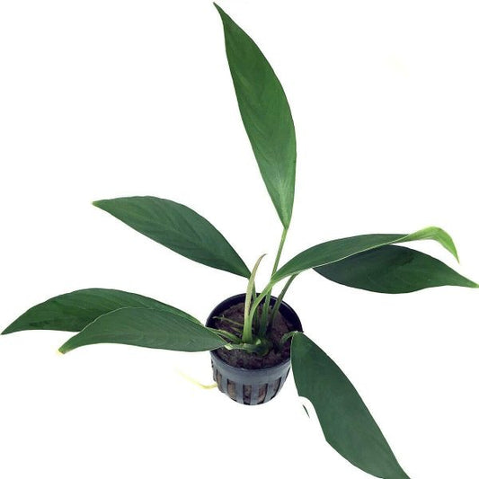 Pot - Anubias Barteri var. Glabra