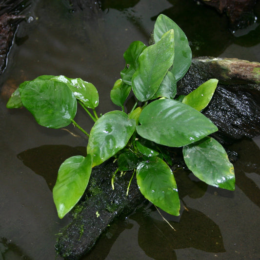 Pot - Anubias Barteri var. Barteri