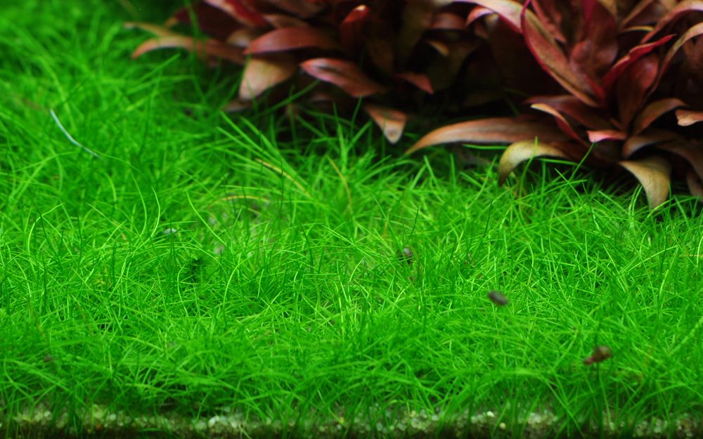 ADA TC-Eleocharis Parvula