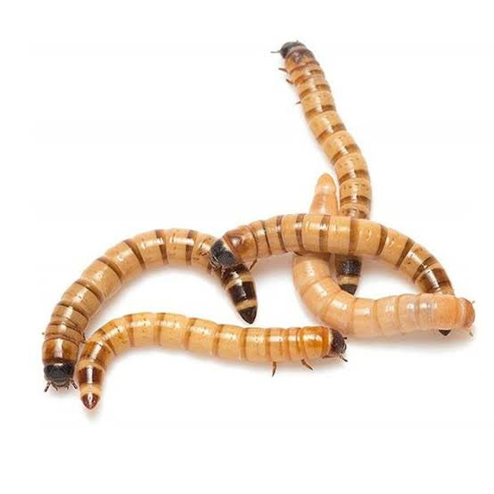 Superworms | Live | 2 inch size