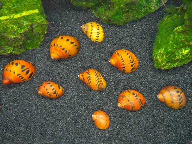 Tiger Nerite/ Onion nerite snails | 1-2 cms