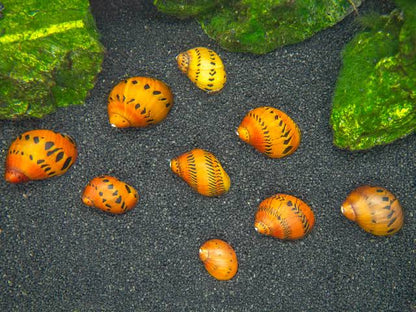 Tiger Nerite/ Onion nerite snails | 1-2 cms