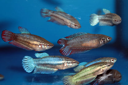 Female Small betta | Random colour | Single