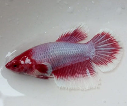Female Adult betta | Single | Random colour