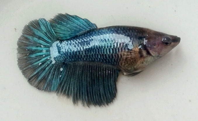 Female Adult betta | Single | Random colour