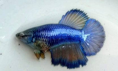 Female Adult betta | Single | Random colour