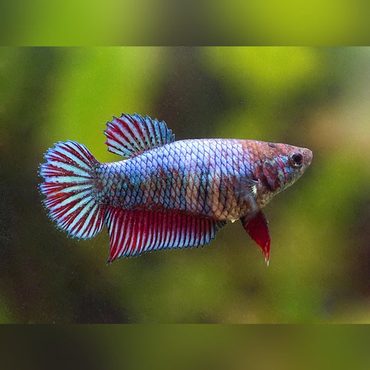Female Adult betta | Single | Random colour